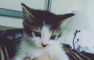 Kitty