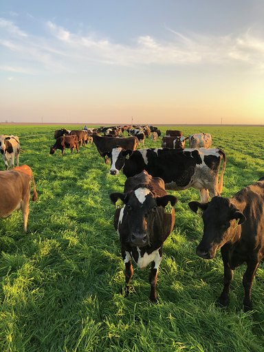Cows